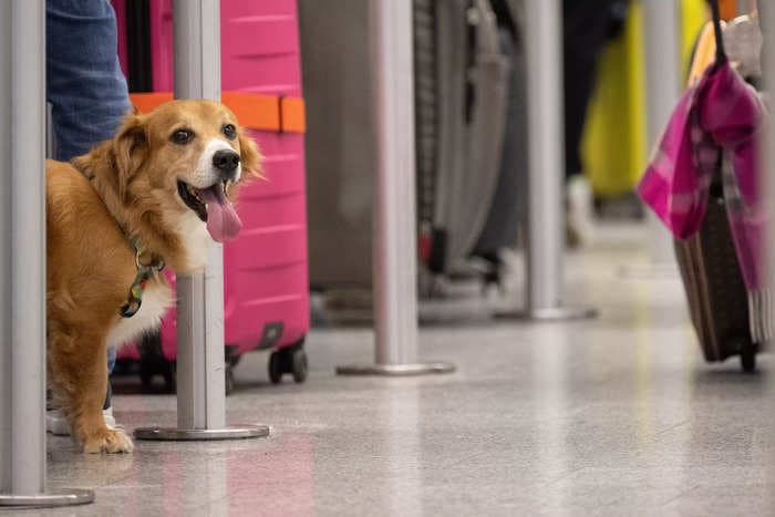 A dog was found abandoned outside an airport after its owner was stopped from taking it on a flight, animal shelter says