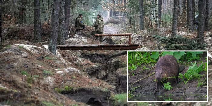 Ukraine credits local beavers for unwittingly bolstering its defenses — their dams make the ground marshy and impassable