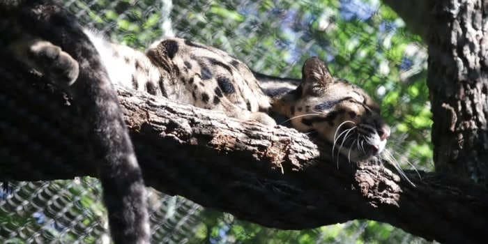 Clouded leopard located and 'safely secured' after it escaped from a Dallas zoo