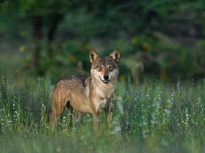 A rare Orange bat and an endangered Indian Wolf spotted in Chhattisgarh's Bastar