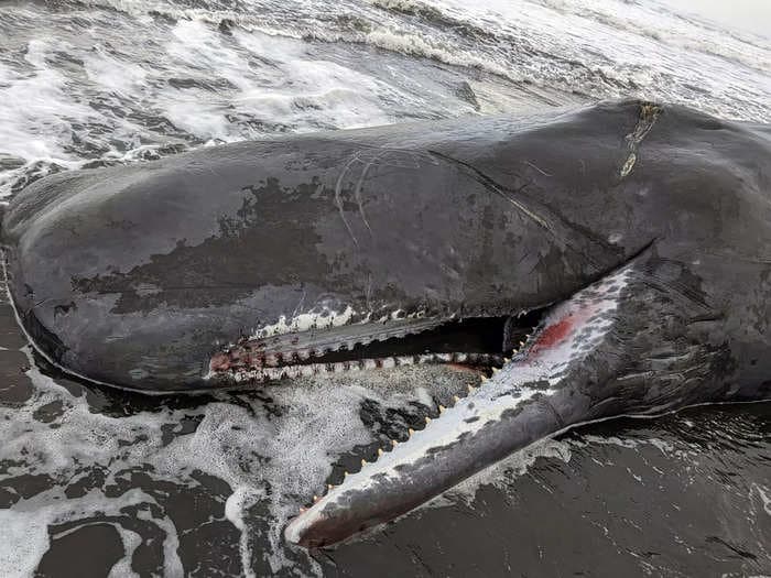 Photos show a bloody 40-foot sperm whale carcass that washed ashore the Oregon coast in a blow to the endangered species