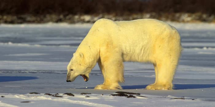 A tiny, remote village in Alaska is mourning the death of a mother and baby in a rare polar-bear attack