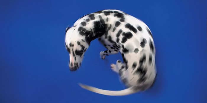 4 reasons why dogs chase their tails, from boredom to parasites, and when to call your vet