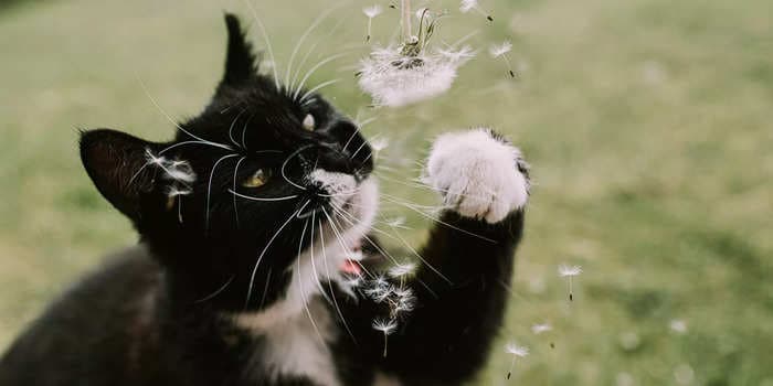 4 reasons why your cat won't stop sneezing, from allergens to nasal blockages