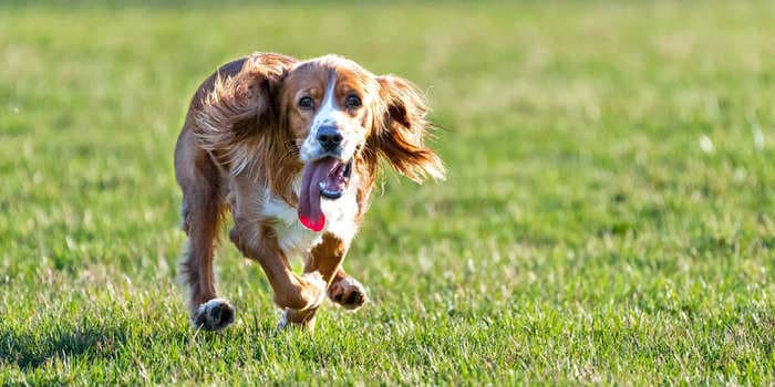 Vets explain why dogs get the zoomies and how to keep them safe when they're charging around the house