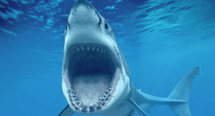 A diver was decapitated by a 19-foot-long great white shark in Mexico in front of a fisherman, report says