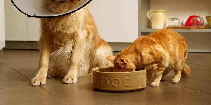 Vets share 3 reasons why cats shouldn't eat dog food and tips to make sure they get the right nutrients