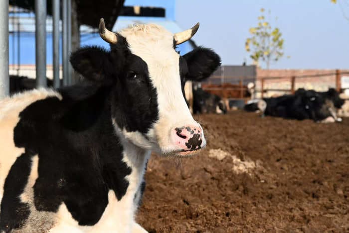 China claims it successfully cloned 3 'super cows' that make vastly more milk than normal cows do