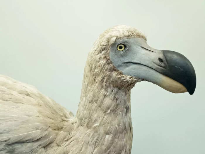 Billion-dollar startup plans to bring the dodo back from the dead, and claims it can also revive the woolly mammoth