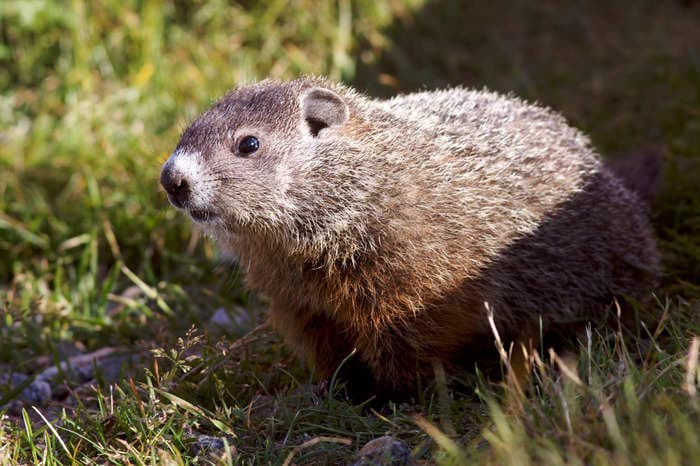A Canadian groundhog was found dead just before he was supposed to predict if we'd get more winter