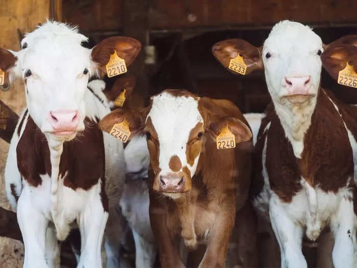 Holy Cow! China clones three 'Super Cows' to produce milk by the gallons