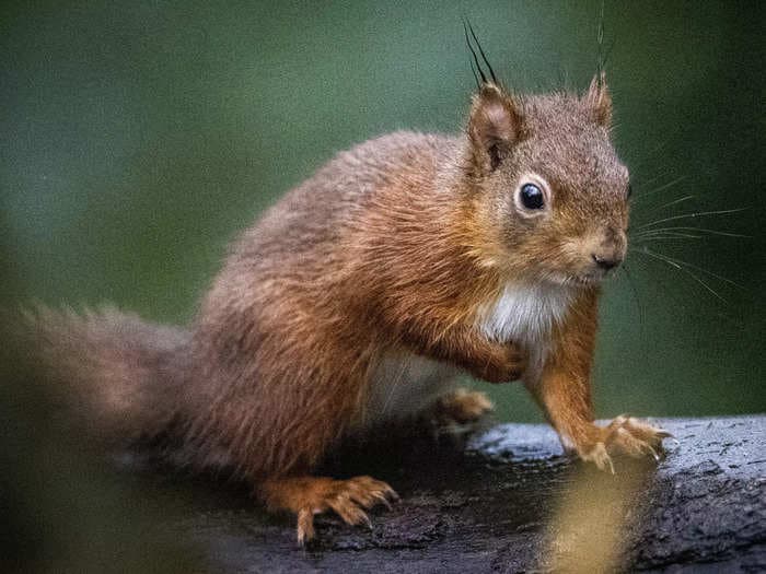 A squad of 6 drug-sniffing squirrels is China's latest line of defense against drugs