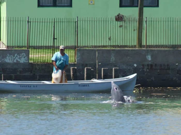 Brazilian fishermen follow instructions from wild dolphins to know where to throw their nets, video shows