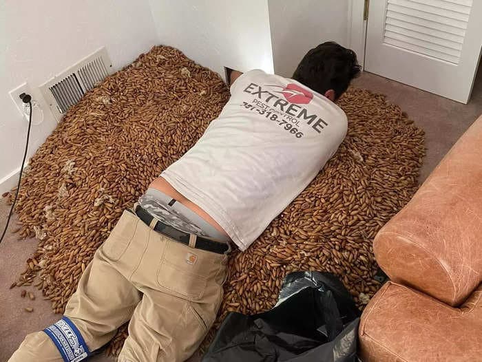 Amazed pest control technician discovers a 700-pound stash of acorns hoarded by 2 woodpeckers