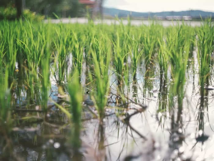 Puducherry scientists develop flood-resistant rice variety