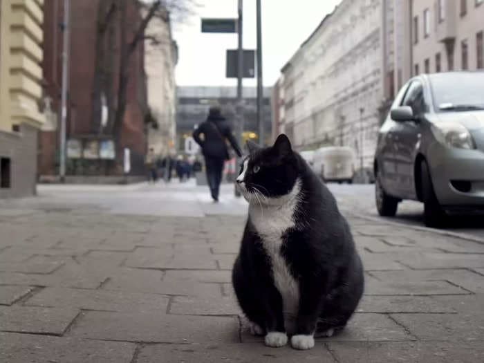 A fat cat has become the top-rated tourist attraction in a Polish city with a perfect 5-star average on Google Maps