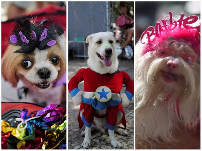 10 of the cutest pictures of pooches in fancy dress at Rio de Janeiro's carnival of dogs