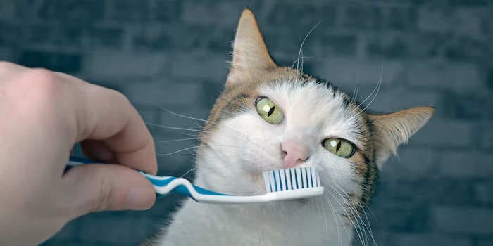 4 tips from vets to brush your cat's teeth and help keep their mouth clean and fresh