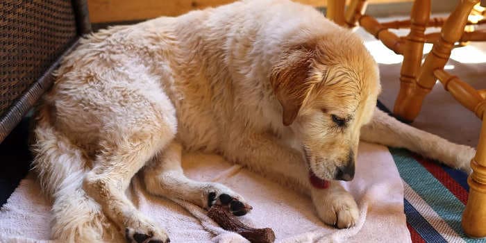5 causes of hair loss in dogs, from allergies to parasites, and tips to help keep their coat shiny and healthy