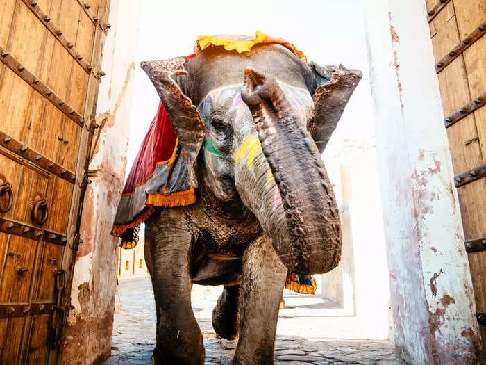 Elephant will not march but run, powered by private consumption: Union AMC