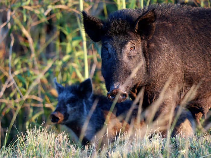 Canadian 'super pigs' set to spread disease and damage the environment in the US, expert warns