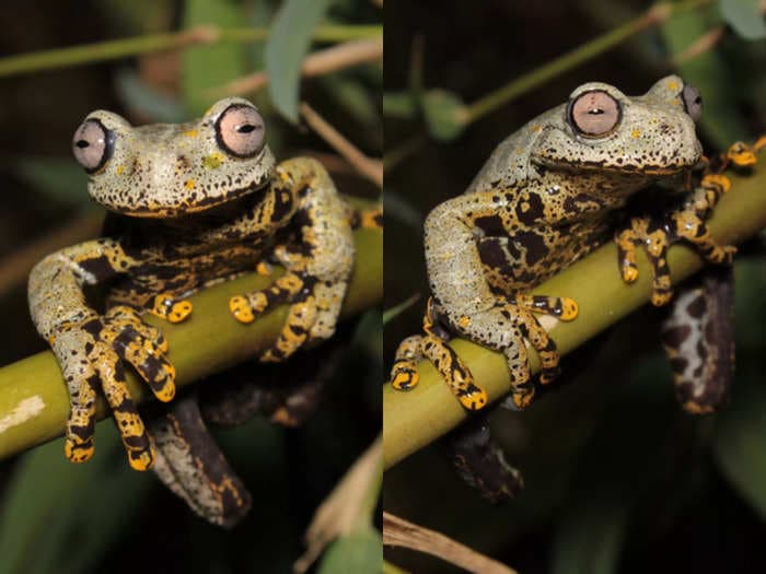 J. R. R. Tolkien now shares his name with a mystical stream frog found in Ecuador — a country in the literal middle of the earth