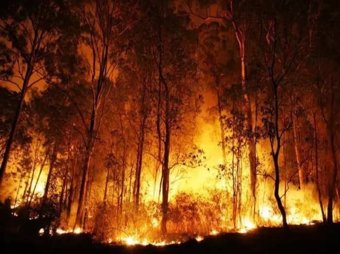 Frequent forest fires in Tamil Nadu's Theni driven by rising temperatures puts many wild species at risk