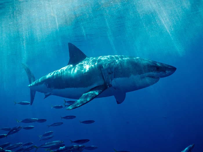 The coast of Southern California is becoming a hotspot for great white sharks