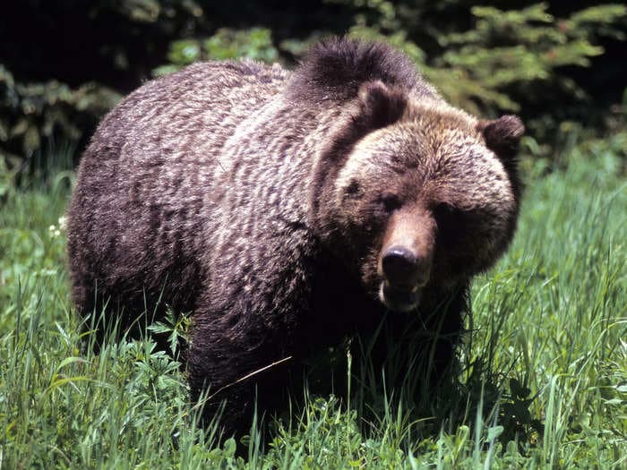 Pushing a 'slower friend' over and abandoning them isn't the best way to escape from a bear, National Park Service warns