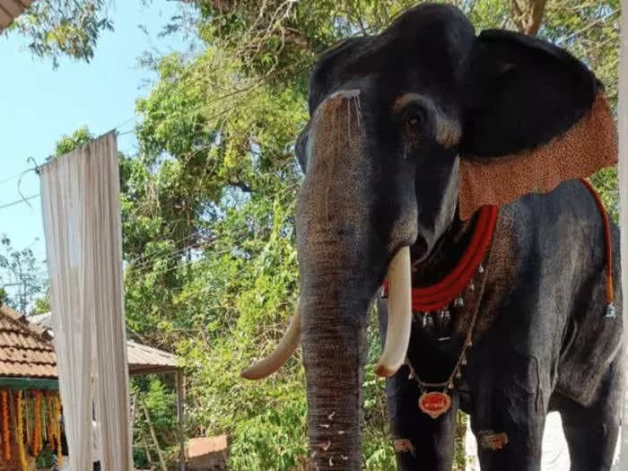 A life-sized robotic elephant was donated to an Indian temple &mdash; a giant step to encourage 'cruelty-free' rituals