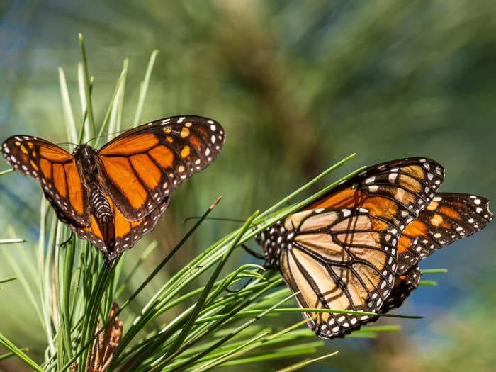 I took an office-personality quiz, and it turns out that as a remote worker, I'm a caged butterfly