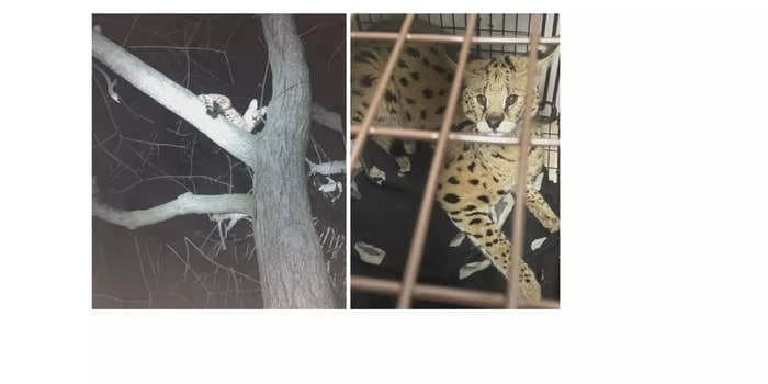 A large African cat with traces of cocaine in its system was rescued from a Cincinnati tree at 2 in the morning