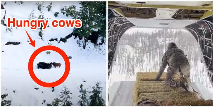California's National Guard tossed hay out of helicopters to feed starving cows trapped in the snow