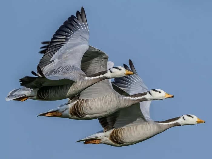 Tiny plastic shards are tearing through the digestive tracts of wild birds and causing permanent scarring