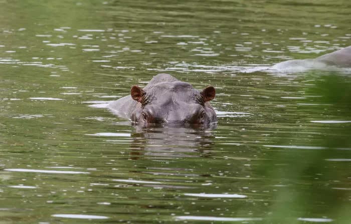 The man in charge of deporting Pablo Escobar's 'cocaine hippos' explains how he plans to fly 70 of them across the world