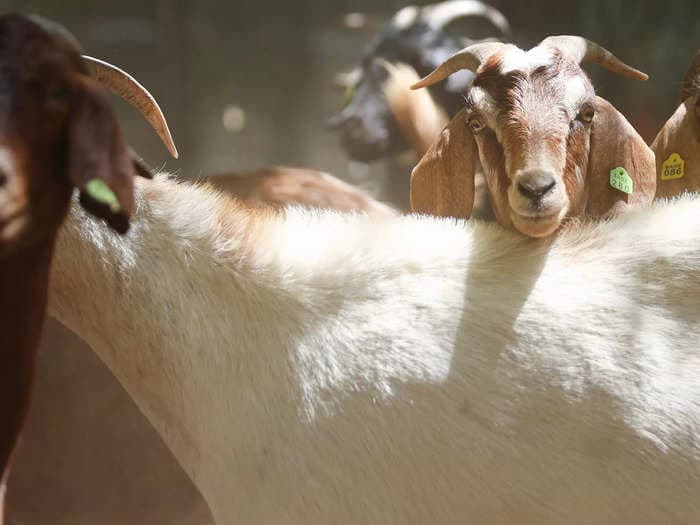 Inside the world of California's fire-reducing goats, a quirky but popular weapon against California's wildfire epidemic