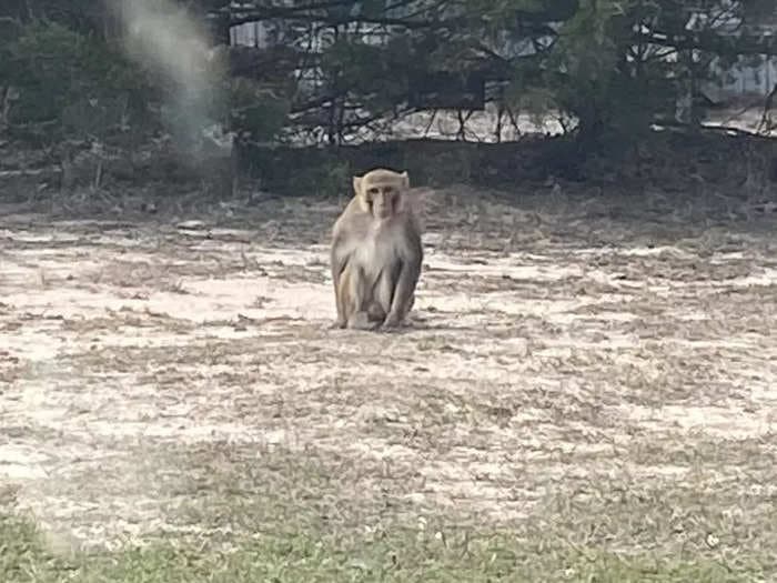 A pet monkey ripped a woman's ear in half, pulled her hair out, and 'slapped a man across the face' before it was shot dead