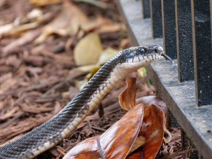 'I don't live with snakes. Do you?': A Georgia senior citizen was forced to leave her rental home after finding snakes in her furniture