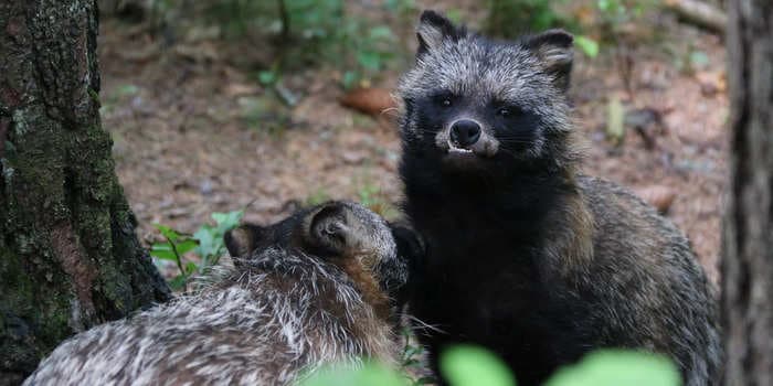 Data released by China suggests COVID-19 virus may have come from raccoon dogs and 'strengthens' Wuhan wet-market theory