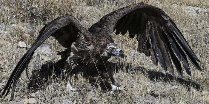 Black buzzards are circling New York City in sightings that 'would have been unheard of' 30 years ago, ornithologists say