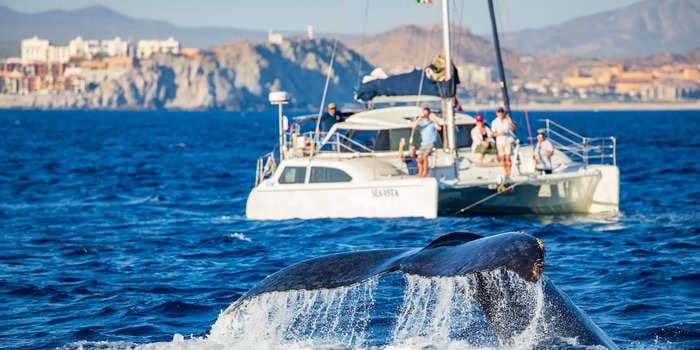 A 'massive' whale destroyed a sailboat in the middle of the Pacific, leaving 4 friends stranded for 10 hours