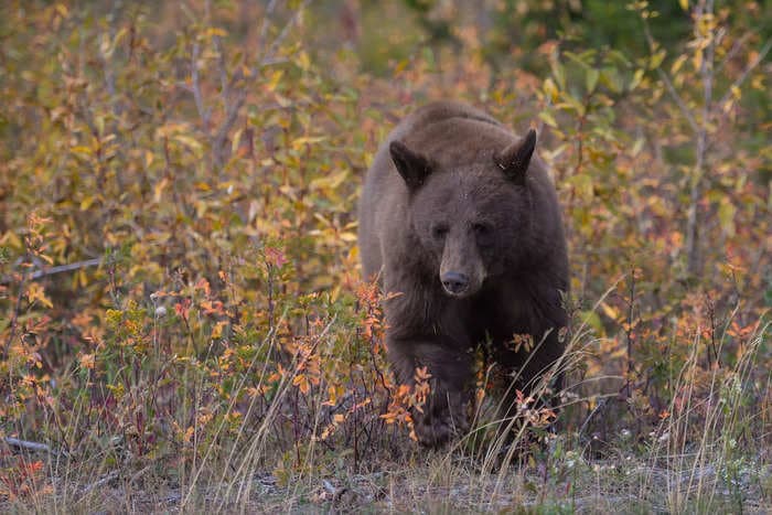 New Mexico is hiring 'professional bear huggers,' a job that requires a college degree and a year of training