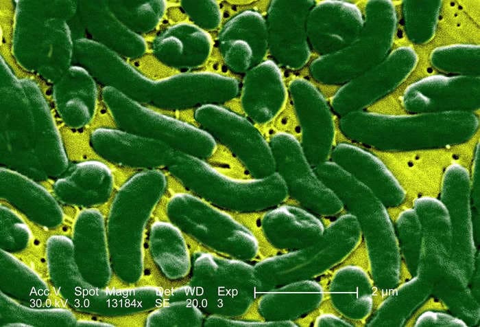 Climate change is causing bacteria to move north, causing more 'flesh-eating' infections