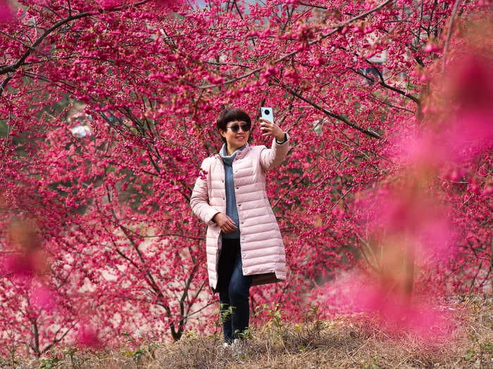 Photos show vibrant cherry blossoms in bloom around the world