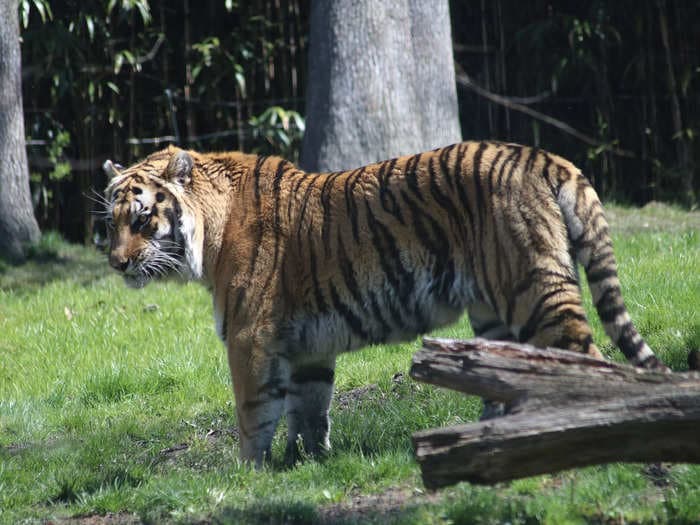 Not 1, but 2 opportunistic tigers escaped from a Georgia safari park after a tornado tore through the area