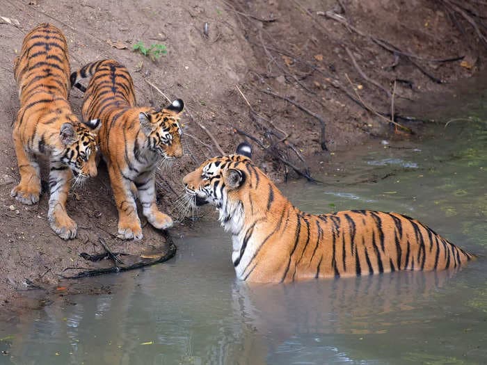 Project Tiger to complete 50 years of tiger conservation next month