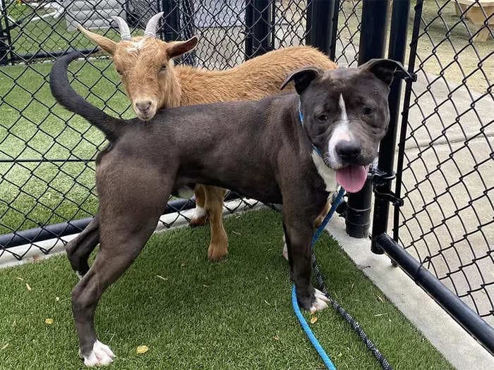 A North Carolina animal shelter rescued a pair of best friends, a dog and a goat, and made sure they were adopted together