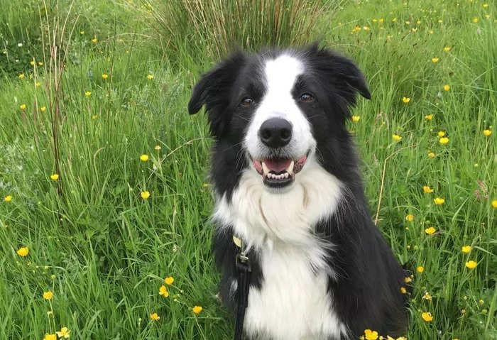 A Twitter user claims GPT-4 saved his dog's life after a vet couldn't correctly diagnose her symptoms