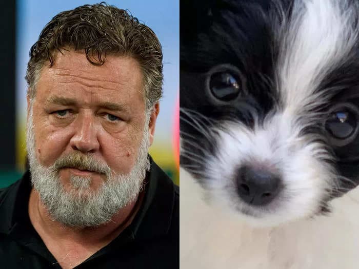 Russell Crowe says his 16-month-old puppy Louis 'died in my arms' after he was hit by a truck