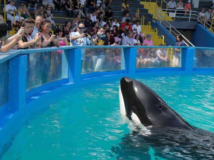 An orca whale that has spent 50 years at a Florida aquarium is returning to her home waters, where she will hopefully reunite with her mother